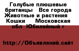Голубые плюшевые британцы - Все города Животные и растения » Кошки   . Московская обл.,Юбилейный г.